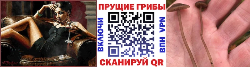 Псилоцибиновые грибы прущие грибы  блэк спрут сайт  Усть-Кут 